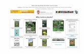 Why native plants? · 2020-03-03 · [Bur Oak Guide] Roy Diblik . The know maintenance perennial garden and maintenance guideline. Cardno . Native plant nursery installation . Elizabeth