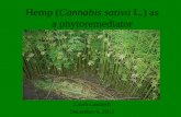 Hemp (Cannabis sativa L.) as a phytoremediator · Industrial hemp (Cannabis sativa L.) growing on heavy metal contaminated soil: fibre quality and phytoremediation potential. Industrial