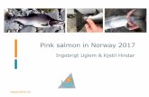 Pink salmon in Norway 2017 - Suomen Kalakirjasto · Long-term trends Number of pink salmon in NINA’s scale archive –preliminary numbers for 2017. ... estuaries/fjord? ... 2017.