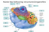 Name the following structures/organelles€¦ · Name the following structures/organelles. Name the following structures/ organelles. Name the following structures/ organelles. Name