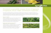 Protect cucurbit crops from Papaya ringspot virus with ... · squash varieties including Grandprize, Everglade, Spineless Supreme, San Martin, Ebano and Payload exhibit intermediate