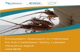 Ecosystem Approach to Fisheries for the Caribbean Spiny Lobster · 2019-07-17 · Caribbean, with high levels from Turks & Caicos, the Dominican Republic, Haiti, Puerto Rico, the