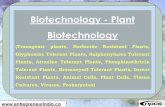 Biotechnology - Plant Biotechnology · effects, and includes genetic engineering and gene manipulation to obtain transgenic plants. Plant genetic engineering is used to produce new