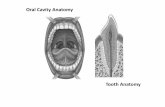 Oral Cavity Anatomy - · PDF file Oral Cavity Anatomy Tooth Anatomy. Small Intestine Anatomy. Villus Anatomy. Sperm & Testis. Uterus Anatomy Diagram. Ovarian Cycle Diagram. Secondary