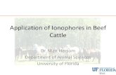 Application of Ionophores in Beef Cattleanimal.ifas.ufl.edu/beef_extension/bcsc/2019/ppt/Hersom_ppt.pdf · Ionophores • Sub-class of antimicrobial products • Affect bacteria in