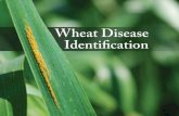 MF2994 Wheat Disease Identification - KSRE Bookstore · Loose smut The normal head tissue of plants infected by loose smut is completely replaced with dark masses of fungal spores,