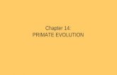 Chapter 14: PRIMATE EVOLUTIONpersonal.tcu.edu/papini/comparative/CP5a Primates course.pdf · Relative to monkeys, apes: • Lack an external tail • Have a more vertical posture