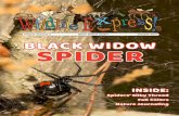 Volume 31/Issue 2 Black Widow Spider October 2017 BLACK ... Spiders make up the largest group of arachnids. There are over 35,000 species of spiders in the world. Like all other arachnids,