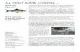 ALL ABOUT MAINE ALEWIVESMaine s streams, rivers, ponds and lakes for thousands of years. Alewives are members of the herring family; their close cousins are shad and blueback herring.