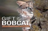 GIFT OFTHE BOBCAT - New Hampshire Fish and Game …Cats on the Comeback Trail? Bobcats may be on the comeback trail, say biologists like Tate. As sightings of these phantoms happen