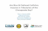 Are Blue & Flathead Catfishes Invasive in Tributaries of ... · large proportion of the total predation mortality on native species – determine sources of mortality on key native