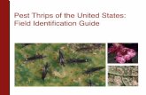 Pest Thrips of the United States: Field Identification Guide · • Thrips are small plant pests in the insect order Thysanoptera. Pest thrips use their asymmetrical paired mouthparts