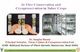 In Vitro Conservation and Cryopreservation in Tuber Crops · 2019-11-18 · • India holds a rich genetic diversity of tropical root and tuber crops, namely, cassava, sweet potato,
