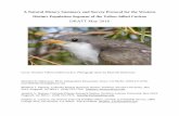 DRAFT May 2016 - Southern Sierra Research Station · 2016-07-06 · DRAFT May 2016 Cover: Western Yellow-billed Cuckoo. Photograph taken by Murrelet Halterman Murrelet D. Halterman,