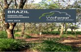 BRAZIL - WeForest · PROJECT CHRONOLOGY 2013 IPÊ submitted a project proposal to WeForest 2014 Due dilligence and approval of partnership, first trees planted 2016 Research partnership