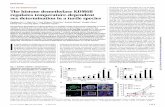 SEX DETERMINATION The histone demethylase KDM6B regulates ... · dow.Ingonadsshiftedfromeither26°to32°Cor 32° to 26°C at stage 16, significant changes in Kdm6b expression were