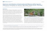 History and Status of Introduced Rhesus Macaques Macaca ... · WEC367 History and Status of Introduced Rhesus Macaques (Macaca mulatta) in Silver Springs State Park, Florida1C. J.