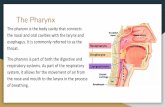 throat. The Pharynx - MISS BUCK'S CLASS€¦ · throat. The pharynx is part of both the digestive and respiratory systems. As part of the respiratory system, it allows for the movement