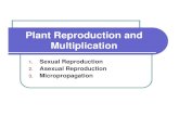 Plant Reproduction and - WordPress.com · Plant Reproduction and Multiplication 1. Sexual Reproduction 2. Asexual Reproduction 3. Micropropagation. Sexual Versus Asexual Propagation