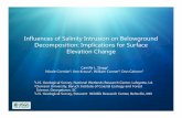 Influences of Salinity Intrusion on Belowground ... C. St… · Influences of Salinity Intrusion on Belowground Decomposition: Implications for Surface Elevation Change Camille L.