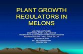 PLANT GROWTH REGULATORS IN MELONS - full slides · 2003-12-05 · plant growth regulators in . melons. michael d. rethwisch. crop production farm advisor. university of california