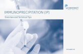 IMMUNOPRECIPITATION (IP) - ptglab · Overview and Technical Tips . Immunoprecipitation 2 CONTENTS Introduction Factors Influencing IP General Protocol Modifications Of IP Protocols