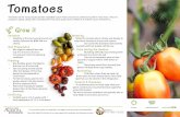How to Grow Tomatoes in a Garden - Texas A&M University · Tomatoes are the most popular garden vegetable crop in Texas and can be cooked and used in many ways. They are popular in