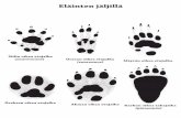 Eläinten jäljillä - MySciencejippo.myscience.fi/Tiedostonlataus/212/jalat.pdfSiilin oikea etujalka (suurennons) Oravan oikea etujalka (suurennos) Mäyrän oikea etujalka Ilveksen