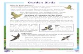 Garden Birds - whinmoorstpauls.co.uk€¦ · Birds are just there to look pretty and sound nice, right? Wrong! Birds are vital for the ecological harmony of the environment. Birds