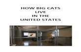 HOW BIG CATS LIVE IN THE UNITED STATES...Apr 17, 2012  · HOW BIG CATS LIVE IN THE UNITED STATES . Robert Baudy Savage Kingdom – Center Hill, FL ... The Menagerie Foundation Big