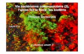 Leçon #4-Biofilm - f#4EB7C7 · aux bactéries en cours d’attachement, permettant le succès de l’étape de colonisation primaire pour ces bactéries pionnières. Le taux d’établissement