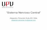 “Sistema Nervioso Central” comunidadanato/DrAPimentel/UPV... · PDF file Médula espinal Fuente: Unidad de Anatomía Veterinaria UST. Fuente: Unidad de Anatomía Veterinaria UST.
