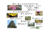 An Illustrated Guide to the 116 Most Common Plants Wente ...wentescoutreservation.org/index_htm_files/WSR_MI_2003_PlantGuid… · All of the pictures were taken at Wente of plants
