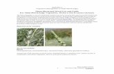 Photo-illustrated Weed List and Guide For Tidal Marsh Edge ... tidemarsh edge... · Photo-illustrated Weed List and Guide . For Tidal Marsh Edge Vegetation, Western San Francisco