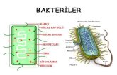 BAKTERİLER - Karadeniz Teknik Üniversitesi · Bakteri = Schizomycetes (Bölünen Mantarlar) Bakteriler kendileri için uygun olmayan devreleri ZYST denilen kalıcı sporlar oluturarak