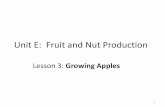 Unit E: Fruit and Nut Production · for 50 percent of the world’s deciduous fruit tree production. A. In Afghanistan, apple trees are located near water sources and is aimed at