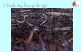 Classifying living things - Home - COAST · Classifying living things . Scientists have put living things into two main groups vertebrates (animals with a backbone) invertebrates