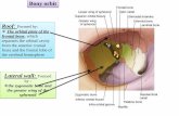 Bony orbit - Med Study Groupmsg2018.weebly.com/.../16101502/anatomy_of_the_eye.pdf · Optic Nerve The optic nerve enters the orbit from the middle cranial fossa by passing through