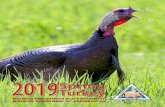2019 Spring Turkey Hunting Regulations and Information2019 Spring Turkey Hunting Regulations and Information. What’s New for 2019? You do not need a permit to assist a properly licensed