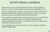 VETIVER FORAGE and BIOMASS · Major Attributes of Vetiver as a Forage Plant • High yield comparing with common tropical and subtropical pasture grasses • Nutritional values comparable