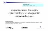 Zygomycoses: biologie, épidémiologie et diagnostic …ddata.over-blog.com/xxxyyy/2/48/87/07/soireeAIH/... · 2020-04-08 · Diagnosis of zygomycosis in FRESH tissues Good sensitivity