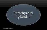 Parathyroid glands - WordPress.com · parathyroid glands in adults. DR. DARWISH H. BADRAN. Superior glands usually dorsal to the external laryngeal nerve at level of cricoid cartilage