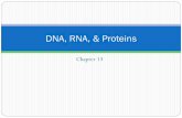 DNA, RNA, & Proteins · 2018-10-13 · DNA Replication 1. Proteins called helicases separate the 2 original DNA strands 2. Complimentary nucleotides are added to each strand by DNA