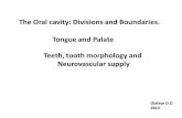The Oral cavity: Divisions and Boundaries. Tongue and ... › uploads › 7 › 9 › 0 › 4 › ... · opened and closed by surrounding soft tissues, which include the soft palate