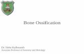 Bone Formation, Growth, and Remodeling€¦ · (prenatal) The woven bone at the outer edge is remodeled and replaced ... –Postnatal bone growth—until early adulthood –Bone remodeling