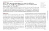 IMMUNOLOGY Copyright © 2020 B cell Sirt1 deacetylates ... · activator SRT1720, which is 1000-fold more potent than resveratrol, to boost Sirt1 activity in B cells in vitro and in