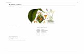 Curcuma · 2015-08-08 · Curcuma 2 Classification phylogénétique Ordre Zingiberales Famille Zingiberaceae Curcuma réunionnais en fleur Le curcuma (Curcuma longa) est une plante
