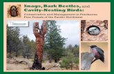Snags, Bark Beetles, and Cavity-Nesting Birds · Funding to produce this booklet was provided by Biophilia Foundation and a grant from the Natural Resources ... between snags, bark