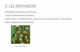 3. LES AMPHIBIENS · 2018-02-27 · 3. LES AMPHIBIENS 3.1. Ordenurodelos. Salamandras (salamandre) ytritones.(le triton) Adultos: cuerpo alargado, cabeza con cuello, tronco y cola.