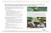 Management strategies for solenopsis mealybug in the ... · • Seedling cotton: 25 mealybug per plant • Squaring cotton: 110 mealybug per plant • Early boll stage: 150 mealybug